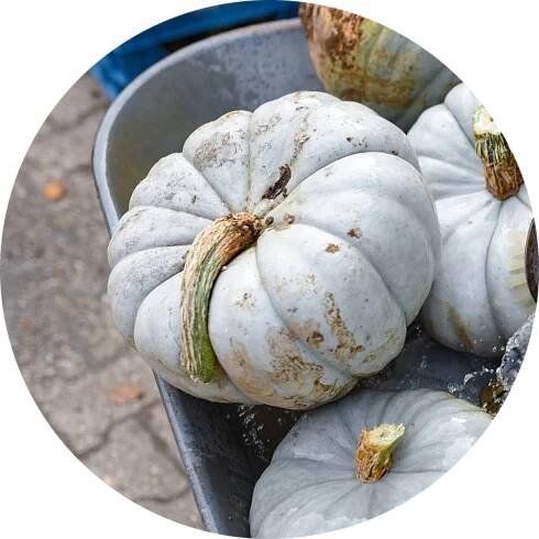 Tykev velkoplodá - Cucurbita maxima 'Istanbul'