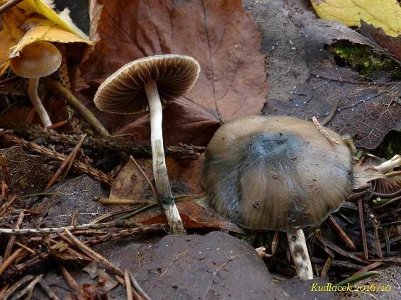 Lysohlávka tajemná česká - Psilocybe serbica var. bohemica - Kudluv fotoatlas hubKudluv fotoatlas hub