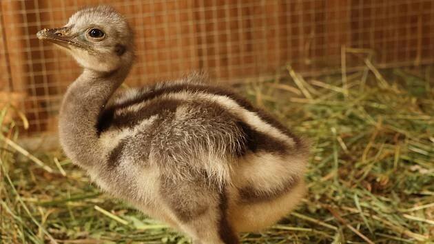 Plzeňská zoo slaví, vylíhlo se první mládě nandu Darwinova. Kamarádí s kuřetem