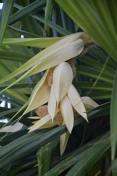 Pandanus tectorius – Wikipedie