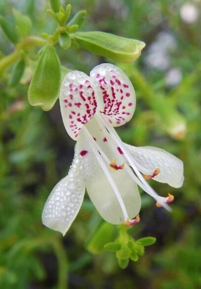 Dicerandra