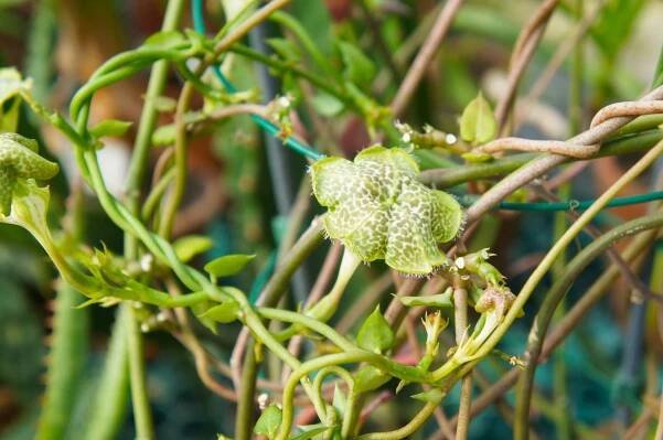 Kvetoucí Ceropegia Sandersonii (Foto: Shutterstock)