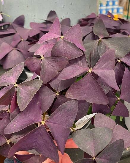 Oxalis Triangularis (Shamrock) - Duvall Hardware and Garden