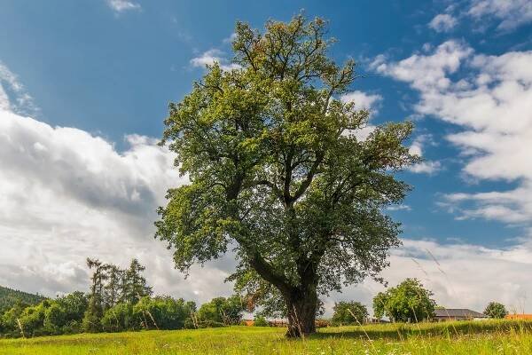 Strom roku 2022. Titul získala třísetletá hrušeň hnilička z Příbramska | iportaL24.cz