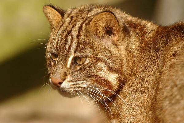 Čtyřmi roztomilými a hravými mláďaty kočky krátkouché se můžete pokochat v pražské zoo | iportaL24.cz