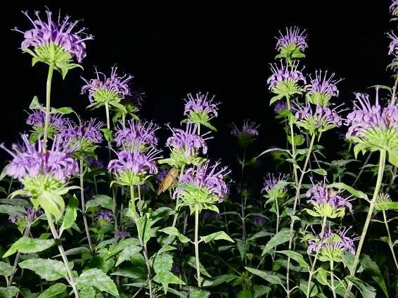 Flowers at Night (2023) — Christopher Wiersema