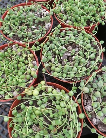 String of Pearls, Senecio rowleyanus – Wisconsin Horticulture