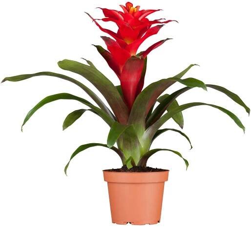 GROW by OBI Guzmánie "Optima", červená, průměr květináče cca 12 cm, Guzmania