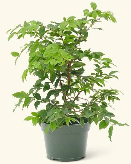 Jaboticaba sabara, Small