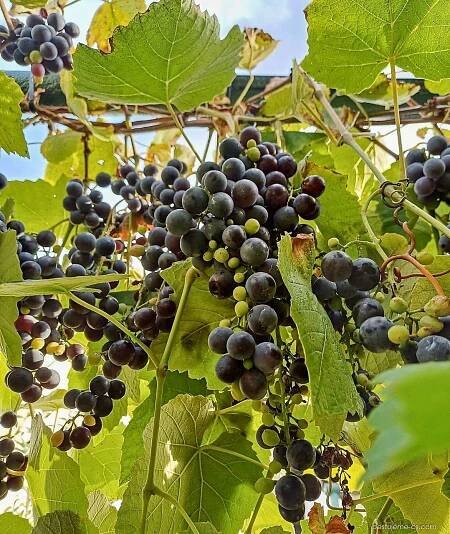 Réva vinná Isabella (Vitis vinifera)