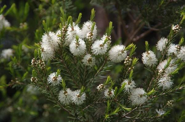 Čajovník (Melaleuca alternifolia)