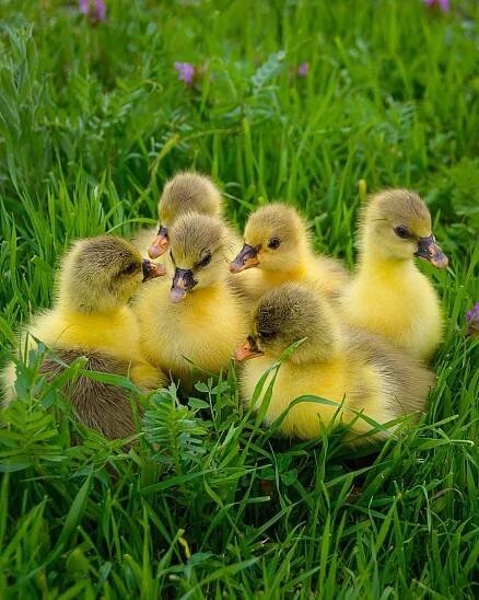 cuteanimals on Tumblr