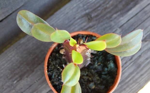 Euphorbia trigona Rubra (African Milk Tree)