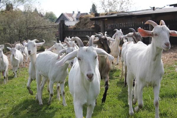 Výlet na Kozí farmu Havířov - MŠ Ukrajinská