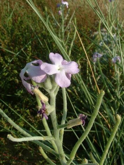 Matthiola sinuata - Wikipedia