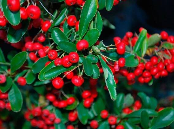 Pyracantha jasně červená