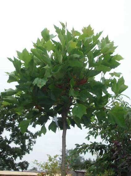 Platan javorolistý 'Alphens Globe' - Platanus acerifolia 'Alphens Globe'
