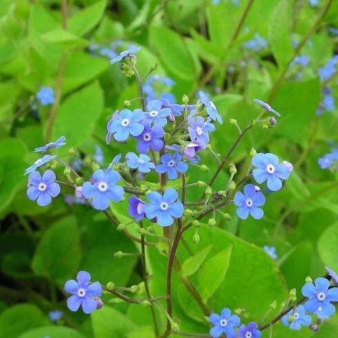 Brunnera macrophylla - Kaukasus-Vergißmeinnicht ansehen