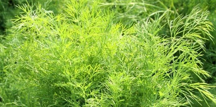 U nás velice oblíbený kopr vonný (Anethum graveolens) je na pěstování poměrně nenáročný. Kdo nemá zahrádku, může ho úspěšně pěstovat nádobách na balkoně, terase nebo doma na okenním parapetu. Na snímku odrůda Hanák.