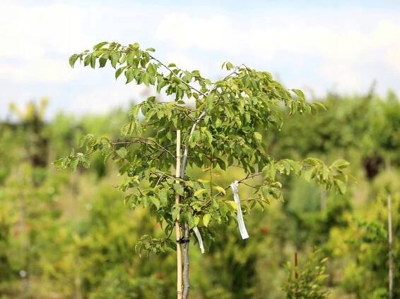 Habr obecný 'Foliis Argenteovariegatis Pendula' - řízky 40 - 70 cm Druh rostliny habr