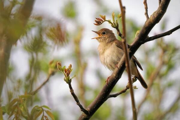 Nightingale