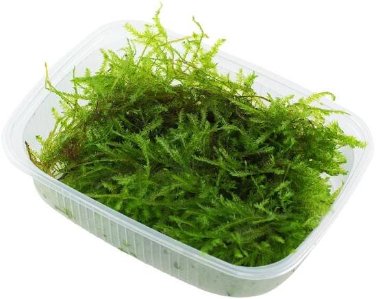 Vesicularia montagnei 'Christmas Moss' 1 balení