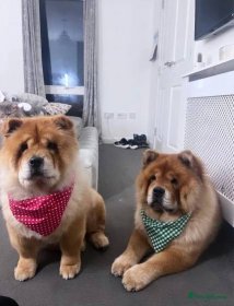 Chow chows