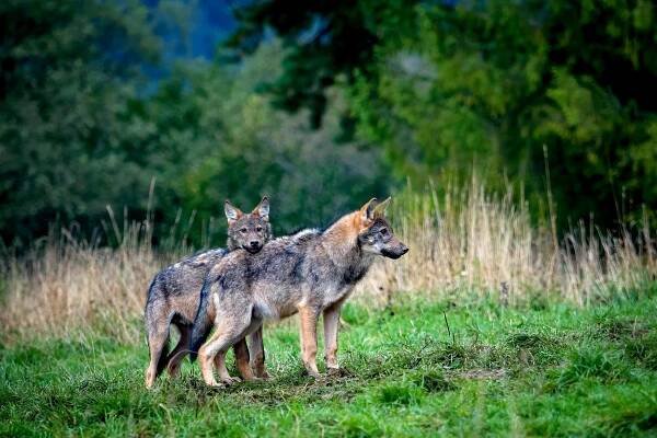 Vlk obecný (Canis lupus)