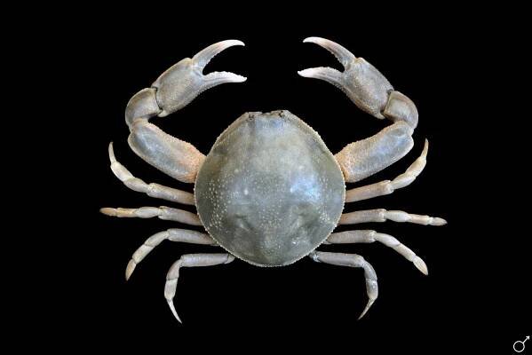 Crab Database · Krabi