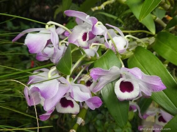 Stromobytec (Dendrobium nobile)