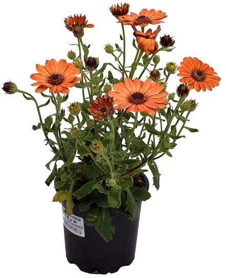 Kopretina kapská Osteospermum, různé druhy, 1 ks, pr. kv. 11 cm nakoupit u OBI