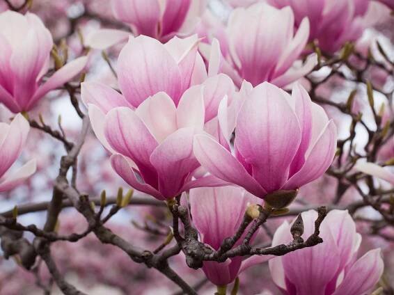 Magnolia trees: a guide to the most popular varieties