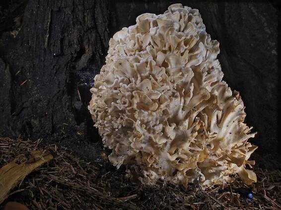 Obrázek - Sparassis nemecii (kotrč Němcův) | BioLib.cz
