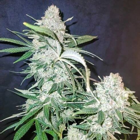 Premium Hemp Seeds | CBD Seed Labs