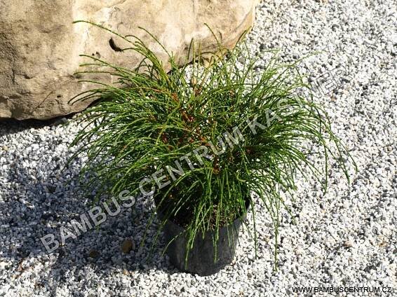 Thuja plicata 'Whipcord' - Zerav řasnatý - Bambuscentrum.cz