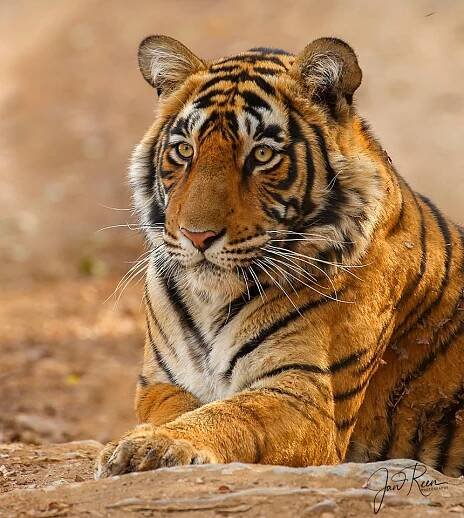 Bengal Tiger (Panthera tigris tigris) Ranthambhore NP India Feb 2019 - A & J Photography