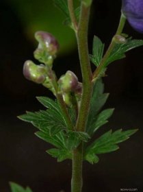 Oměj šalamounek (Aconitum plicatum)