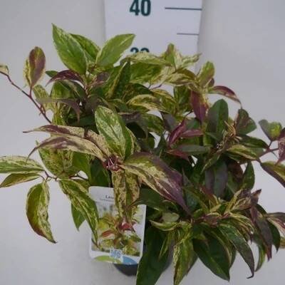 Leukothoe Walterova 'Rainbow' - Leucothoe walteri Rainbow