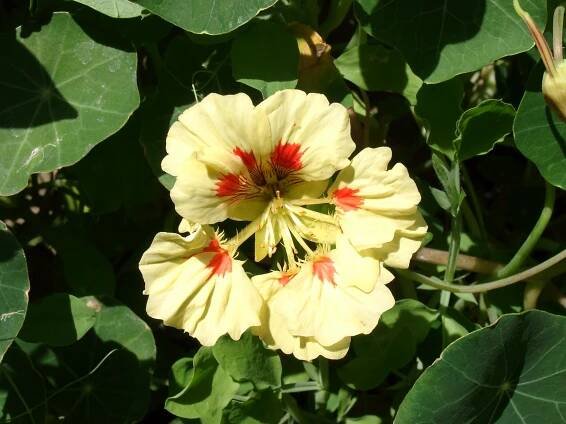Tropaeolum majus