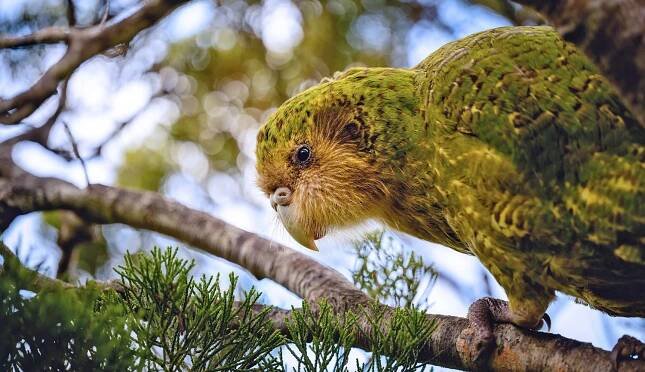 El kākāpō de Nueva Zelanda.