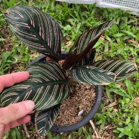 Calathea-Ornata-Pink-0