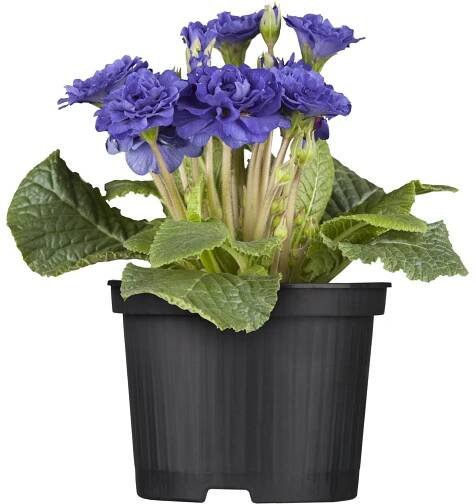 Grow by OBI Prvosenka polštářovitá (Primula acaulis) Petticoat pr. 10,5 cm