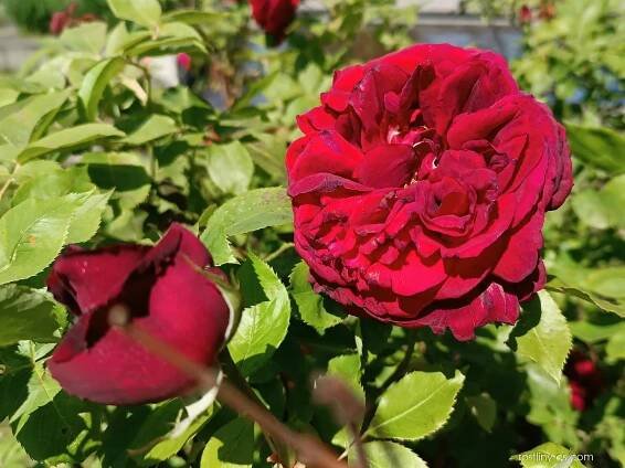 Růže Rosa Ševčenko - Sadové růže (Rosa)