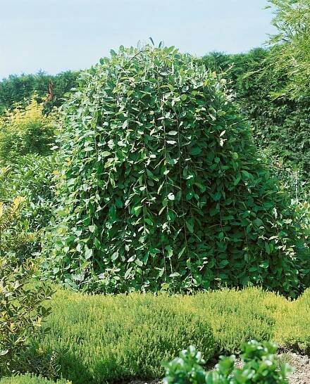 Salix caprea ´Kilmarnock Pendula´ , Vrba jíva, 120 cm kmínek, VK