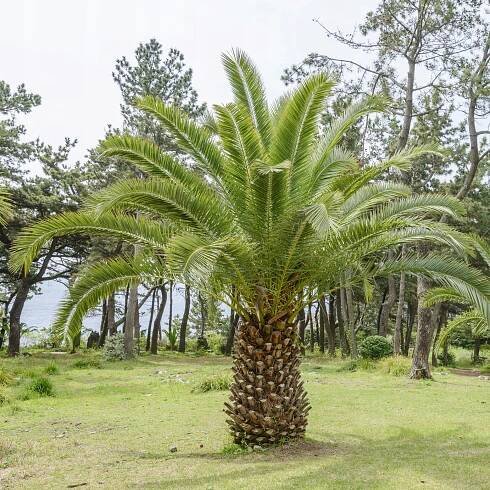 Exotická semena palmy Kanárské Daktylovník Phoenix canariensis Váha výrobku včetně jednotkového obalu 0.1 kg