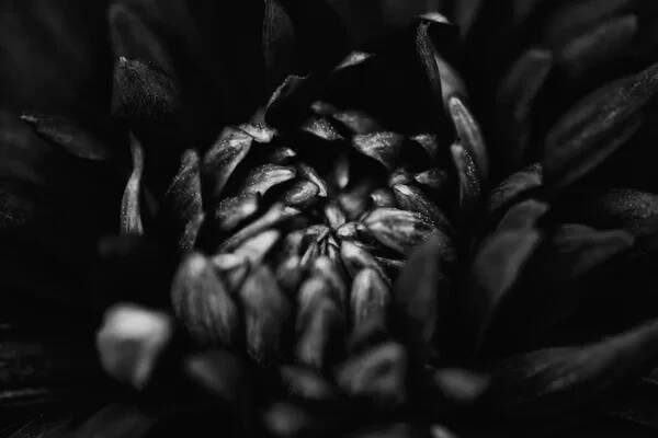 Krásná bílá a černá Dahlia — Stock obrázek