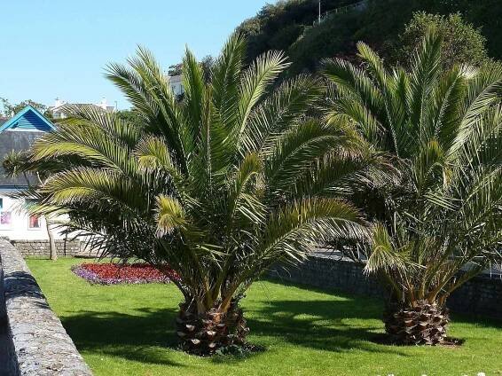 Canary Island Date Palm Seeds