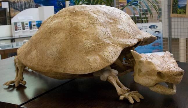 Meiolaniformes