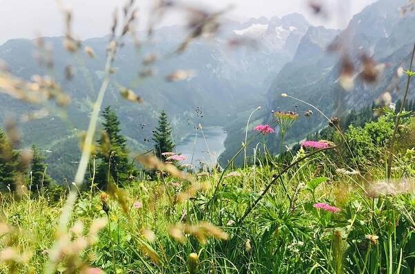 Wilde Blumen und Gräser im Vordergrund mit einem malerischen Blick auf ein Tal, einen See und fern der schneebedeckte Dachstein Gletscher im Hintergrund.