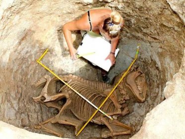 V jedné z jam našli archeologové kostru koně. Po pečlivém zakreslení ji vyzvedli a poslali k prozkoumání.